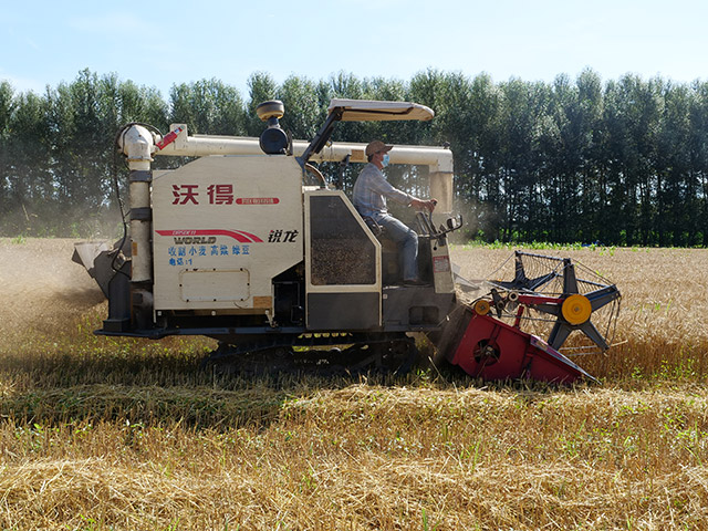 機(jī)聲隆隆收麥忙。胡建華攝