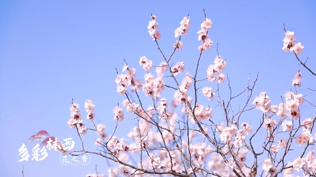 多彩林西：花之香