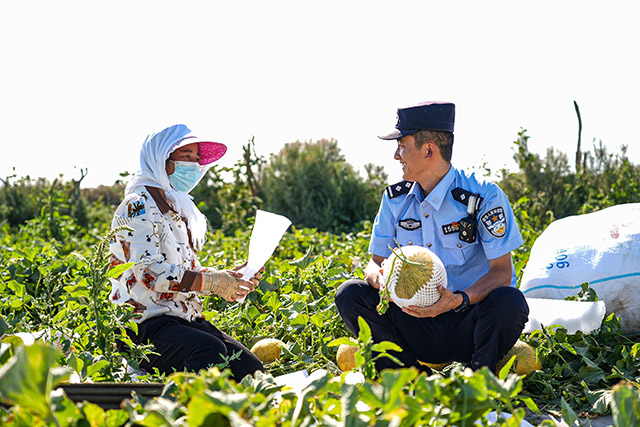 移民管理警察化身“果農(nóng)”幫助采摘哈密瓜。張杰攝