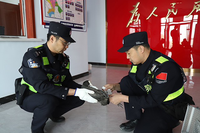 民警為受傷鳥兒消毒包扎。