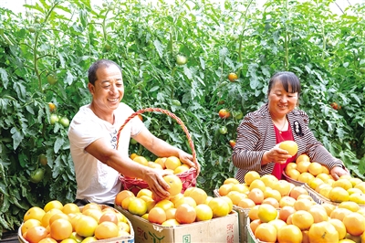 農(nóng)戶種植的大棚黃柿子。