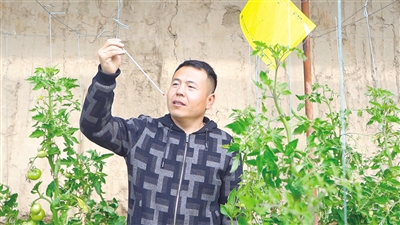 農(nóng)技人員進(jìn)行黃柿子質(zhì)量檢測。