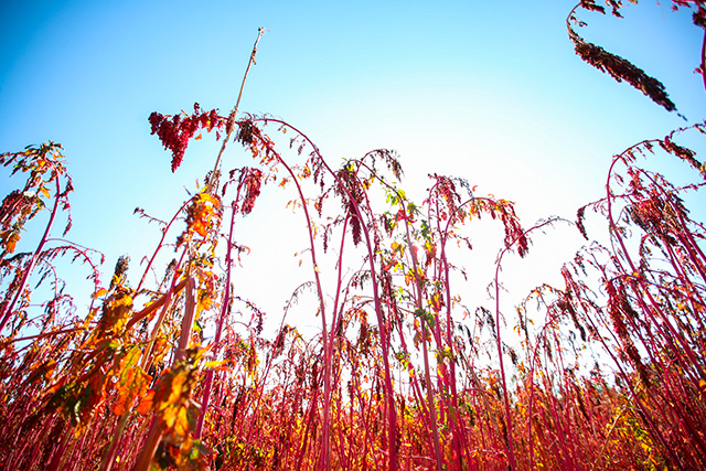 藜麥田里一片火紅景象，長勢良好