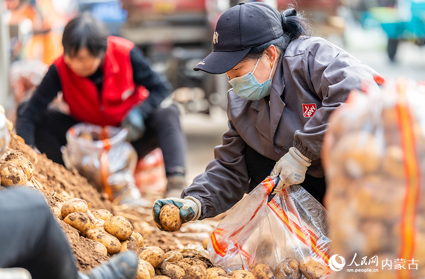 呼和浩特市玉泉區(qū)美通農(nóng)產(chǎn)品批發(fā)市場(chǎng)，商戶在卸載、整理準(zhǔn)備銷售的冬儲(chǔ)土豆。丁根厚攝