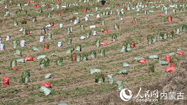 蘿卜裝袋。實習生 李蓉攝