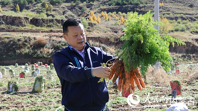 有機胡蘿卜。實習生 李蓉攝