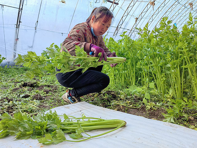 異地移民搬遷戶在自家暖棚割芹菜