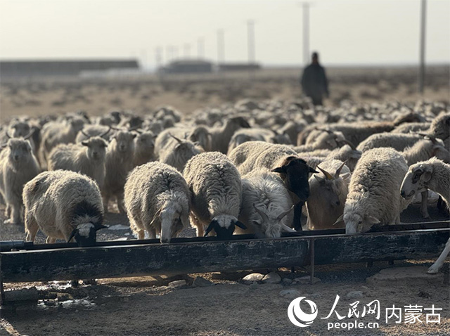 牧民驅(qū)趕羊群喝水。人民網(wǎng)實(shí)習(xí)生 朱昱晗攝