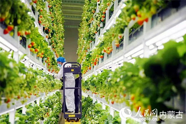 四維生態(tài)草莓植物工廠工人正在修剪草莓枝葉。人民網(wǎng) 孟佳澍攝