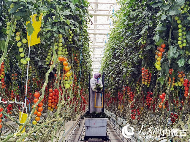 宏福農(nóng)業(yè)30萬(wàn)平方米智能溫室里員工正在修剪小番茄枝葉。受訪單位供圖