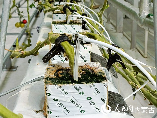 四號溫室大棚中種植番茄的巖棉栽培。實(shí)習(xí)生 李子薈攝