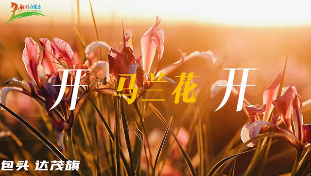 追著花期去流浪，馬蘭花開內(nèi)蒙古